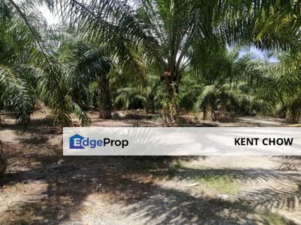 🌴🌟 For Sale: Prime 3-Acre Oil Palm Agricultural Land in Sungai Siput! 🌟🌴, Perak, Kuala Kangsar