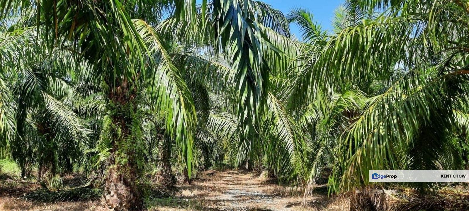 🌴🌟 For Sale: Prime 3-Acre Oil Palm Agricultural Land in Sungai Siput! 🌟🌴, Perak, Kuala Kangsar
