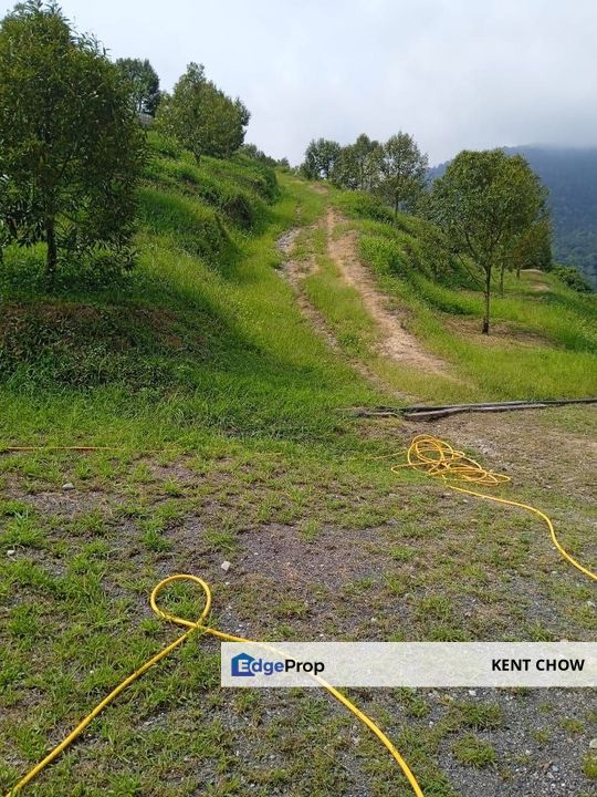 🚜 7 Acres Prime Durian Orchard for Sale in Sungai Siput 🚜   霹雳州和丰, 7 英亩, 名种榴莲园, 开始开花结果, 欲于出售, Perak, Kuala Kangsar