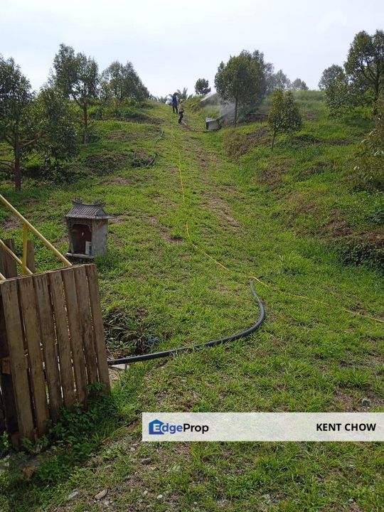 🚜 7 Acres Prime Durian Orchard for Sale in Sungai Siput 🚜   霹雳州和丰, 7 英亩, 名种榴莲园, 开始开花结果, 欲于出售, Perak, Kuala Kangsar