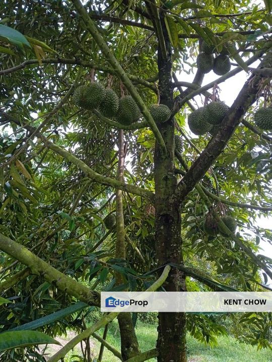🚜 7 Acres Prime Durian Orchard for Sale in Sungai Siput 🚜   霹雳州和丰, 7 英亩, 名种榴莲园, 开始开花结果, 欲于出售, Perak, Kuala Kangsar