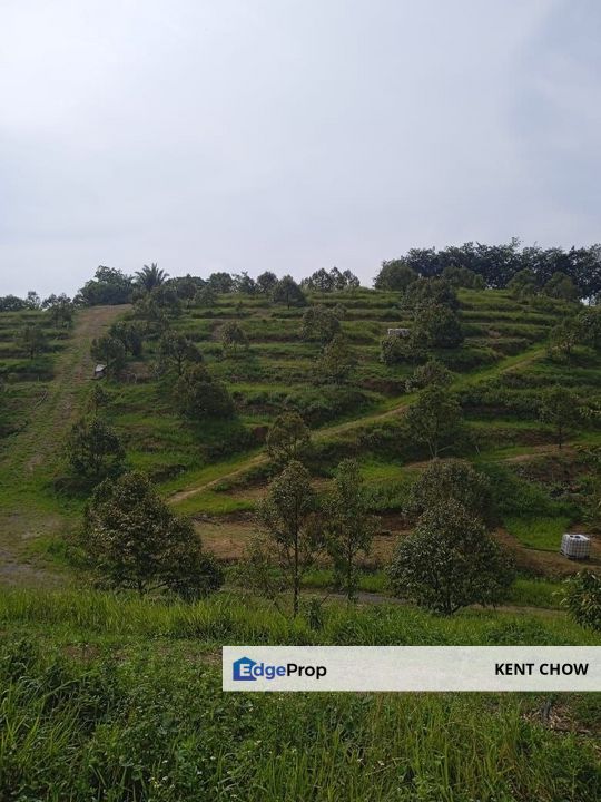 🚜 7 Acres Prime Durian Orchard for Sale in Sungai Siput 🚜   霹雳州和丰, 7 英亩, 名种榴莲园, 开始开花结果, 欲于出售, Perak, Kuala Kangsar