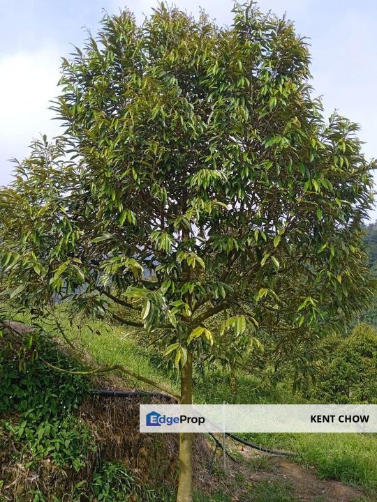 🚜 7 Acres Prime Durian Orchard for Sale in Sungai Siput 🚜   霹雳州和丰, 7 英亩, 名种榴莲园, 开始开花结果, 欲于出售, Perak, Kuala Kangsar
