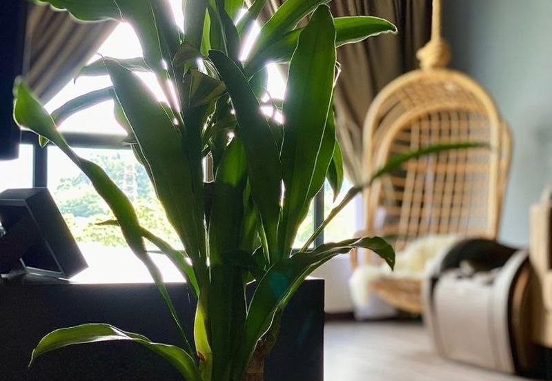 Oasis Condominium @ Simee (Kondominium Kepayang Oasis)