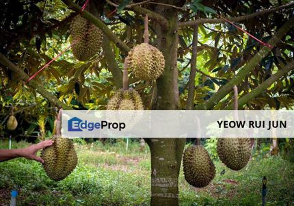 Roadside 40 years Durian Tree Land For Sale, Melaka, Durian Tunggal