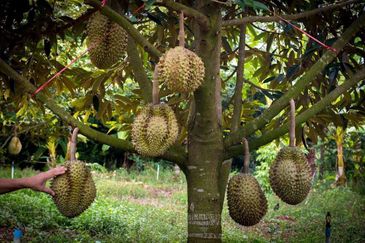 Roadside 40 years Durian Tree Land For Sale