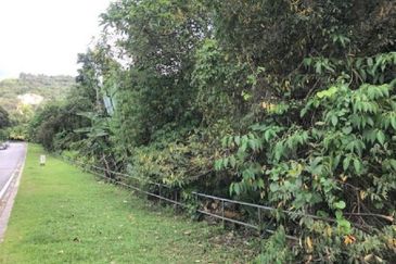 Roadside 40 years Durian Tree Land For Sale