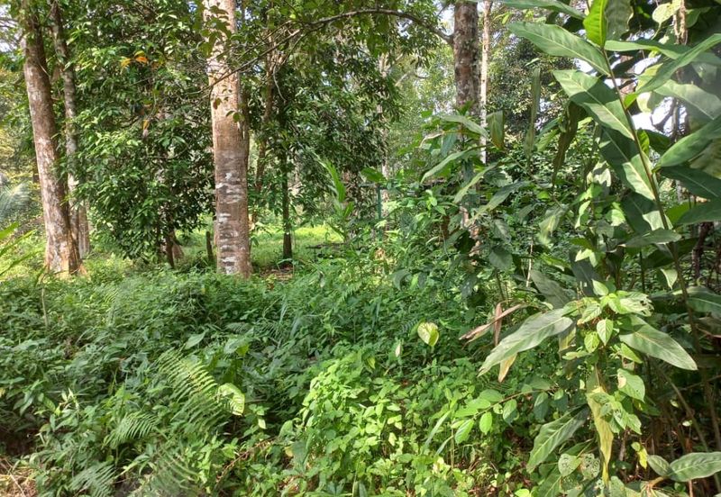 Land For Sale Sg. Lui Hulu Langat  Include River Suitable For Resort/ Healing!!