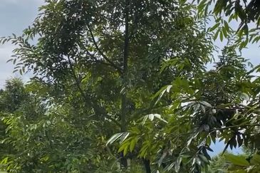 DURIAN ORCHARD FOR SALE – SELAMA, PERAK Black Thorn & Musang King • Mature Trees • Freehold Land