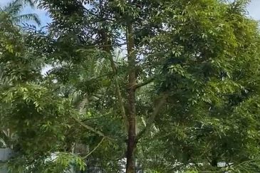 DURIAN ORCHARD FOR SALE – SELAMA, PERAK Black Thorn & Musang King • Mature Trees • Freehold Land