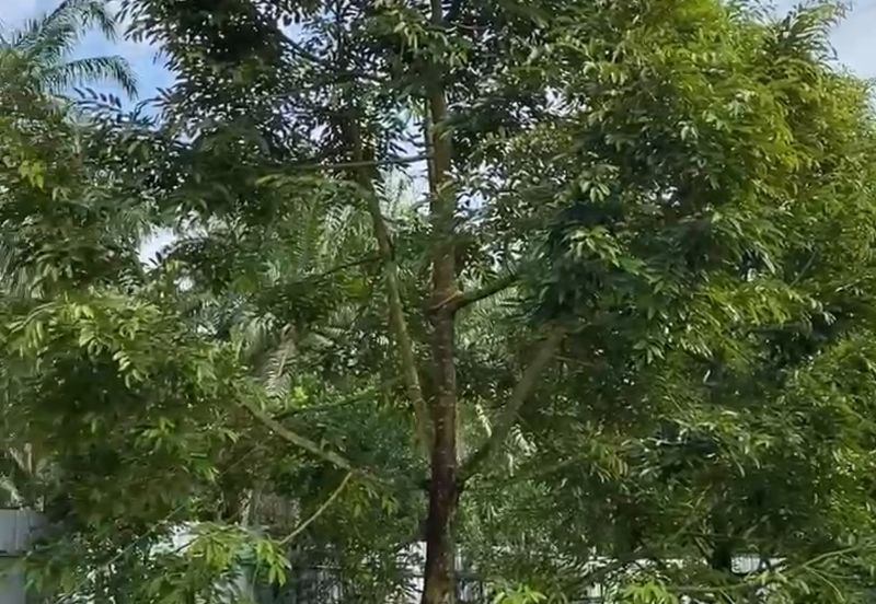 DURIAN ORCHARD FOR SALE – SELAMA, PERAK Black Thorn & Musang King • Mature Trees • Freehold Land