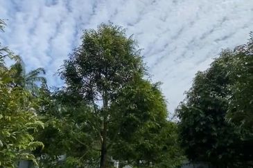 DURIAN ORCHARD FOR SALE – SELAMA, PERAK Black Thorn & Musang King • Mature Trees • Freehold Land