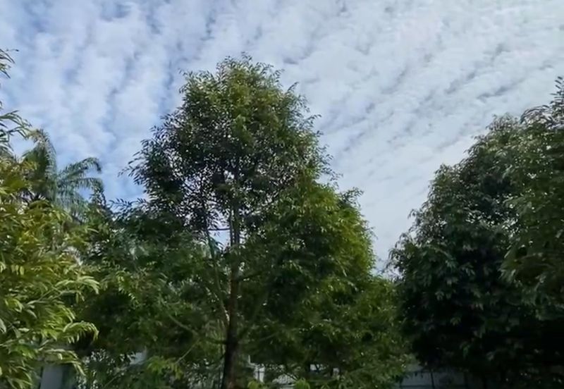 DURIAN ORCHARD FOR SALE – SELAMA, PERAK Black Thorn & Musang King • Mature Trees • Freehold Land