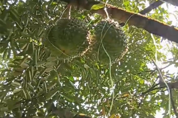 DURIAN ORCHARD FOR SALE – SELAMA, PERAK Black Thorn & Musang King • Mature Trees • Freehold Land