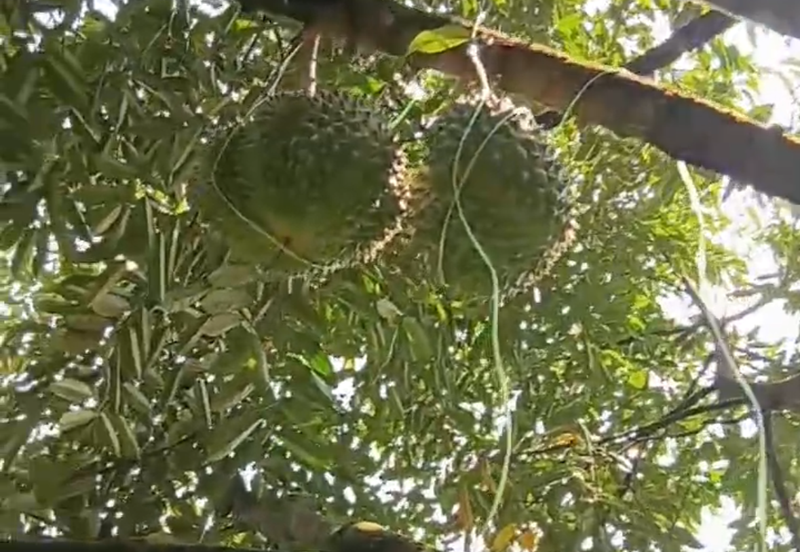 DURIAN ORCHARD FOR SALE – SELAMA, PERAK Black Thorn & Musang King • Mature Trees • Freehold Land