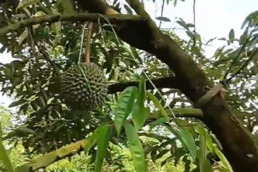 DURIAN ORCHARD FOR SALE – SELAMA, PERAK Black Thorn & Musang King • Mature Trees • Freehold Land