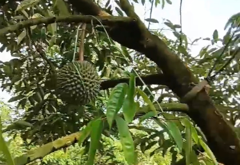 DURIAN ORCHARD FOR SALE – SELAMA, PERAK Black Thorn & Musang King • Mature Trees • Freehold Land