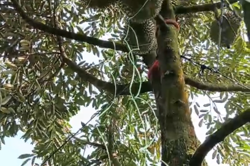 DURIAN ORCHARD FOR SALE – SELAMA, PERAK Black Thorn & Musang King • Mature Trees • Freehold Land