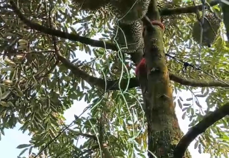 DURIAN ORCHARD FOR SALE – SELAMA, PERAK Black Thorn & Musang King • Mature Trees • Freehold Land