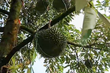 DURIAN ORCHARD FOR SALE – SELAMA, PERAK Black Thorn & Musang King • Mature Trees • Freehold Land