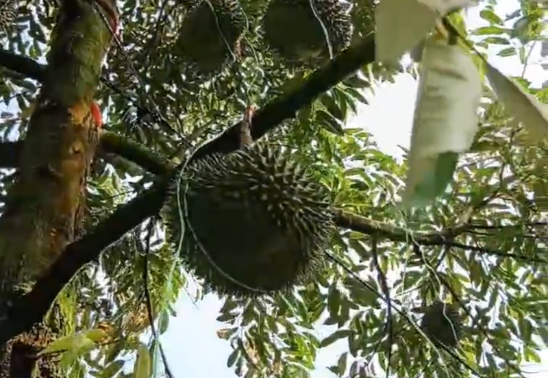 DURIAN ORCHARD FOR SALE – SELAMA, PERAK Black Thorn & Musang King • Mature Trees • Freehold Land