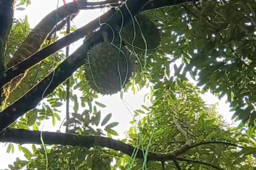 DURIAN ORCHARD FOR SALE – SELAMA, PERAK Black Thorn & Musang King • Mature Trees • Freehold Land