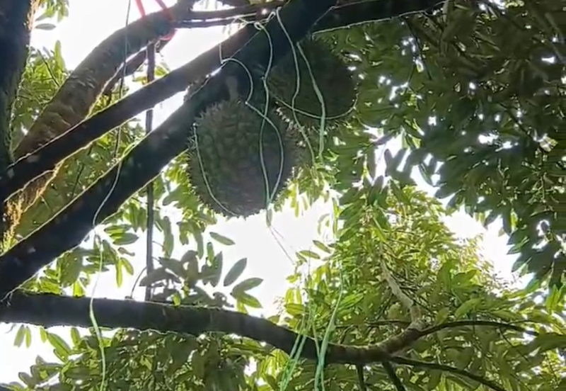 DURIAN ORCHARD FOR SALE – SELAMA, PERAK Black Thorn & Musang King • Mature Trees • Freehold Land