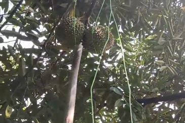 DURIAN ORCHARD FOR SALE – SELAMA, PERAK Black Thorn & Musang King • Mature Trees • Freehold Land