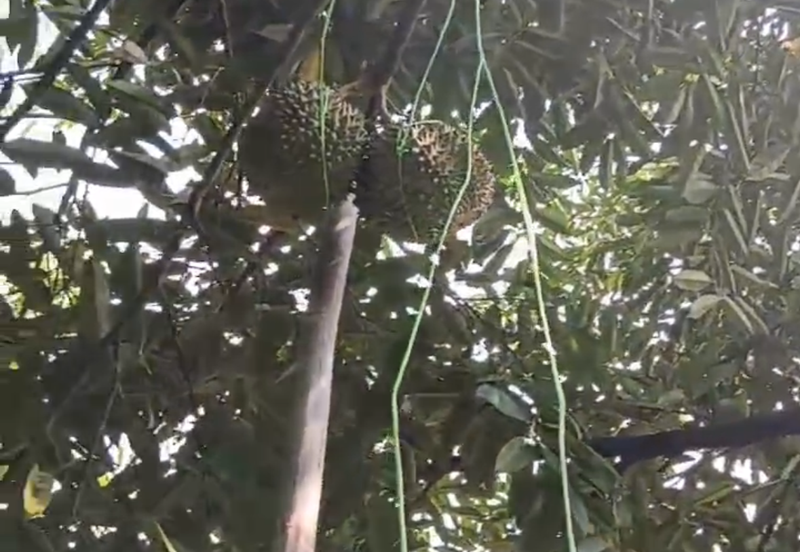 DURIAN ORCHARD FOR SALE – SELAMA, PERAK Black Thorn & Musang King • Mature Trees • Freehold Land