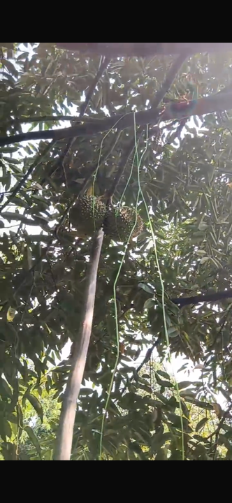 DURIAN ORCHARD FOR SALE – SELAMA, PERAK Black Thorn & Musang King • Mature Trees • Freehold Land, Perak, Selama