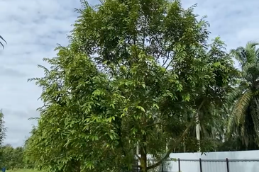 DURIAN ORCHARD FOR SALE – SELAMA, PERAK Black Thorn & Musang King • Mature Trees • Freehold Land