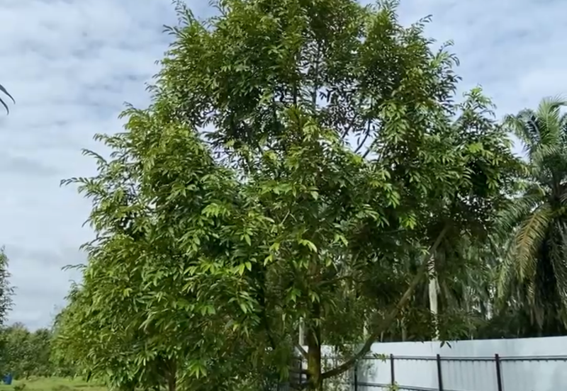 DURIAN ORCHARD FOR SALE – SELAMA, PERAK Black Thorn & Musang King • Mature Trees • Freehold Land