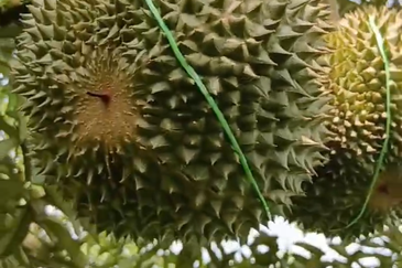 DURIAN ORCHARD FOR SALE – SELAMA, PERAK Black Thorn & Musang King • Mature Trees • Freehold Land