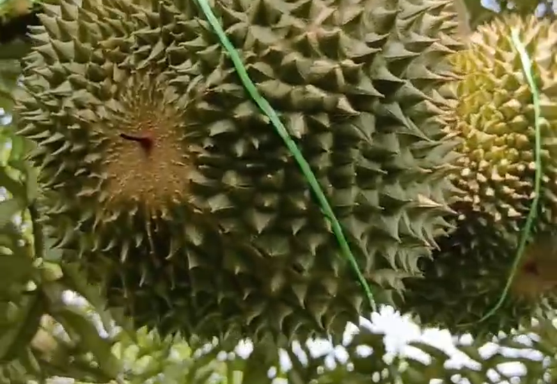 DURIAN ORCHARD FOR SALE – SELAMA, PERAK Black Thorn & Musang King • Mature Trees • Freehold Land
