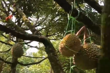 DURIAN ORCHARD FOR SALE – SELAMA, PERAK Black Thorn & Musang King • Mature Trees • Freehold Land