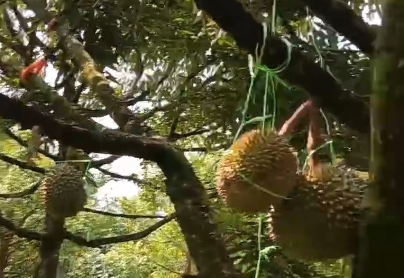 DURIAN ORCHARD FOR SALE – SELAMA, PERAK Black Thorn & Musang King • Mature Trees • Freehold Land