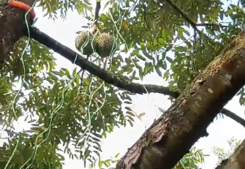 DURIAN ORCHARD FOR SALE – SELAMA, PERAK Black Thorn & Musang King • Mature Trees • Freehold Land
