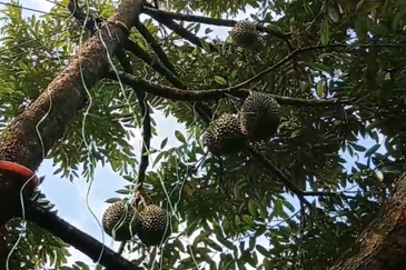 DURIAN ORCHARD FOR SALE – SELAMA, PERAK Black Thorn & Musang King • Mature Trees • Freehold Land