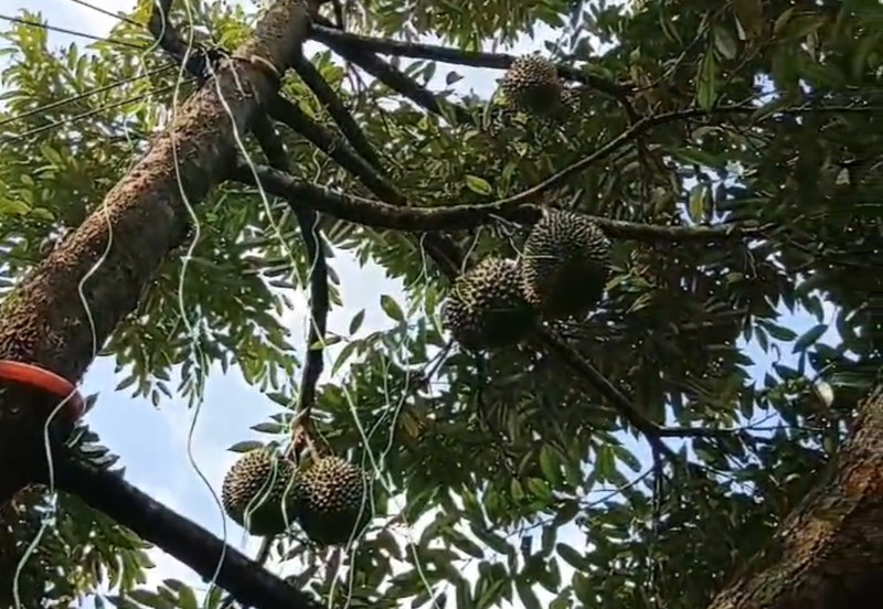 DURIAN ORCHARD FOR SALE – SELAMA, PERAK Black Thorn & Musang King • Mature Trees • Freehold Land