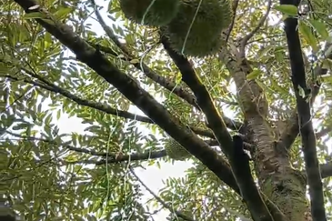 DURIAN ORCHARD FOR SALE – SELAMA, PERAK Black Thorn & Musang King • Mature Trees • Freehold Land