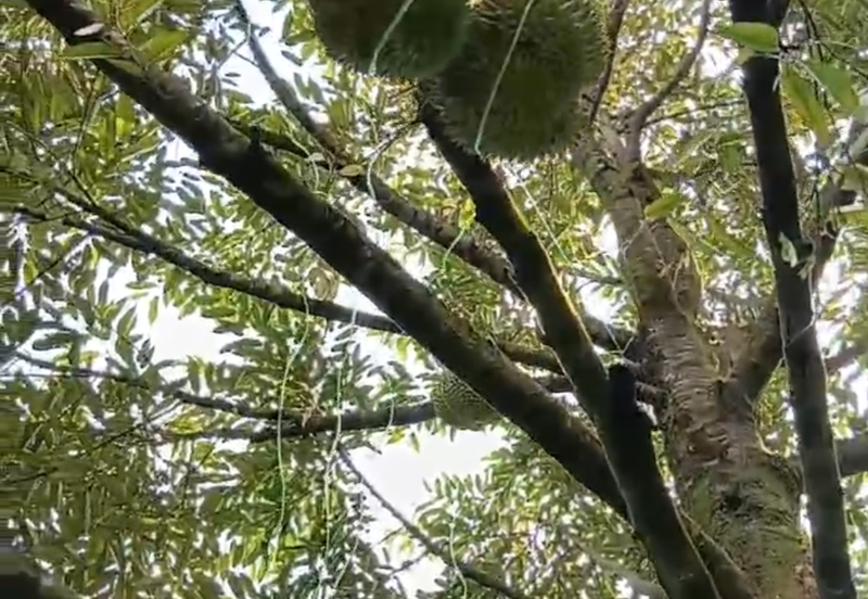 DURIAN ORCHARD FOR SALE – SELAMA, PERAK Black Thorn & Musang King • Mature Trees • Freehold Land