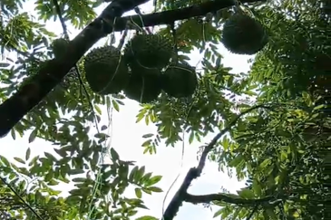 DURIAN ORCHARD FOR SALE – SELAMA, PERAK Black Thorn & Musang King • Mature Trees • Freehold Land