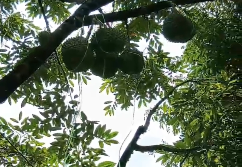 DURIAN ORCHARD FOR SALE – SELAMA, PERAK Black Thorn & Musang King • Mature Trees • Freehold Land