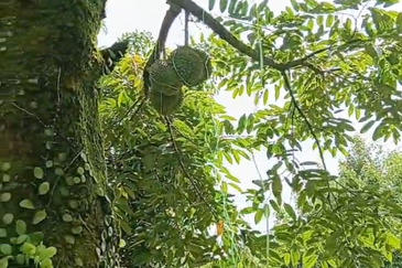 DURIAN ORCHARD FOR SALE – SELAMA, PERAK Black Thorn & Musang King • Mature Trees • Freehold Land