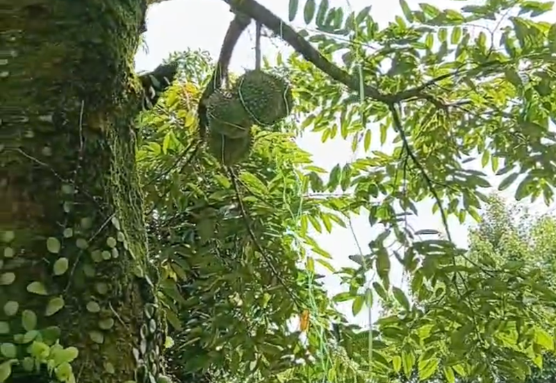 DURIAN ORCHARD FOR SALE – SELAMA, PERAK Black Thorn & Musang King • Mature Trees • Freehold Land