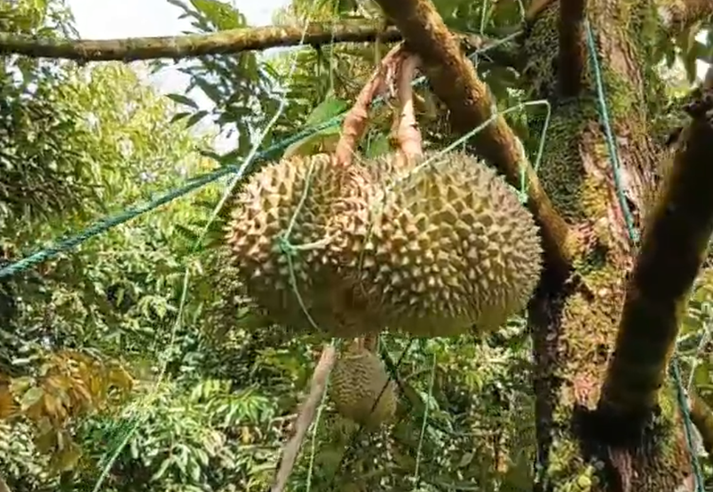 DURIAN ORCHARD FOR SALE – SELAMA, PERAK Black Thorn & Musang King • Mature Trees • Freehold Land