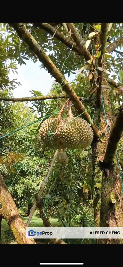 DURIAN ORCHARD FOR SALE – SELAMA, PERAK Black Thorn & Musang King • Mature Trees • Freehold Land, Perak, Selama