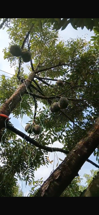 Durian Orchard Land for Sale – Selama, Perak, Perak, Selama