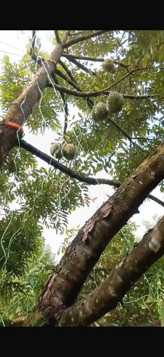 Durian Orchard Land for Sale – Selama, Perak, Perak, Selama