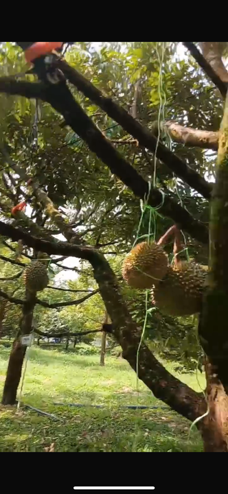 Durian Orchard Land for Sale – Selama, Perak, Perak, Selama